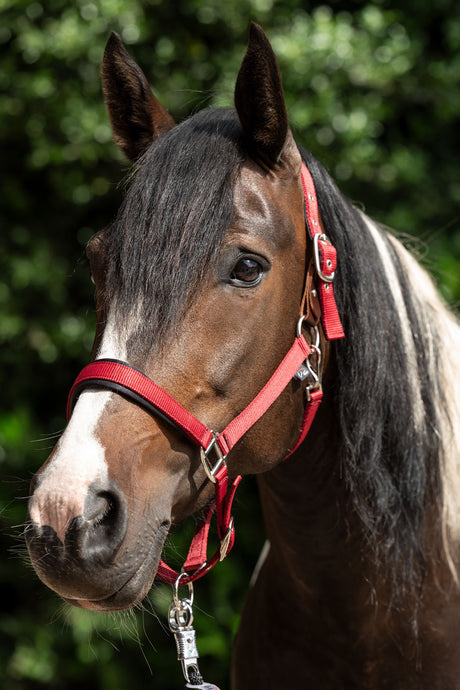 HKM Head Collar -Breakaway 2- #colour_red