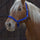 Norton Pro Headcollar For Draught Horse #colour_royal blue