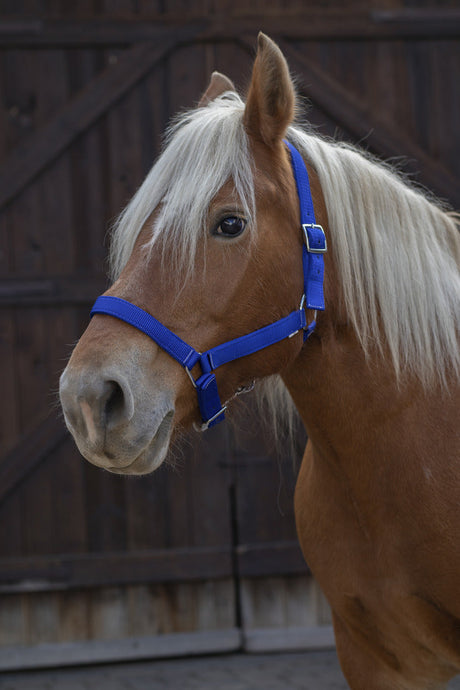 Norton Pro Headcollar For Draught Horse #colour_royal blue