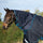 Horseware Ireland Amigo XL Neck Cover no fill #colour_navy